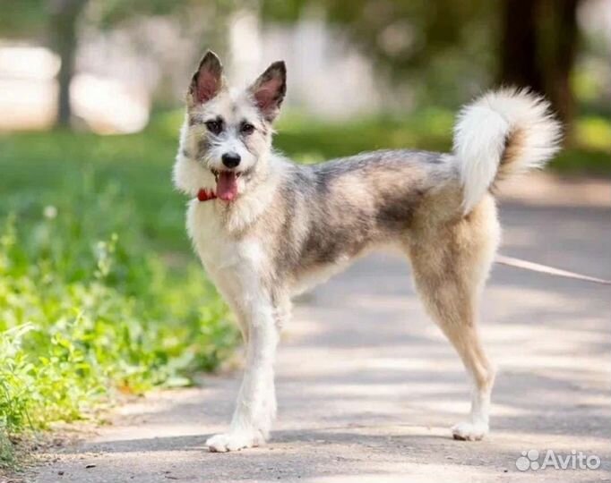 Собака в добрые руки отдам бесплатно