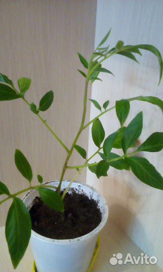 Пепино.Плюмерия. Гуава земляничная. Фейхоа