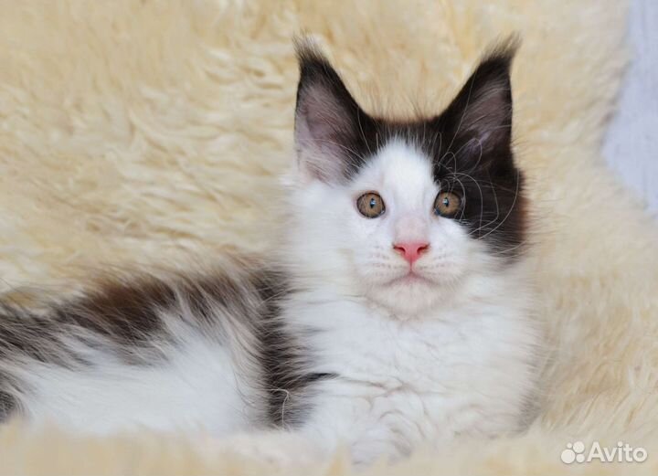 Пряник - котёнок мейн-кун