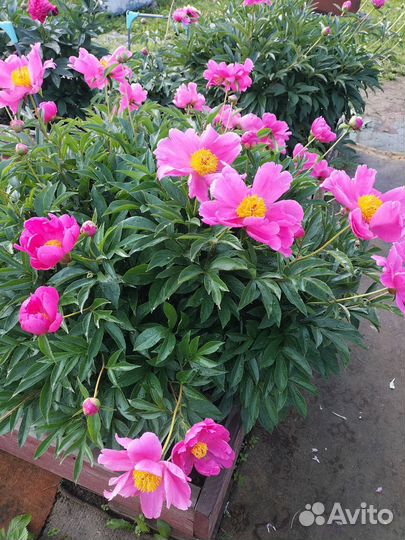 Полностью пион