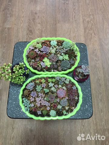 Суккуленты