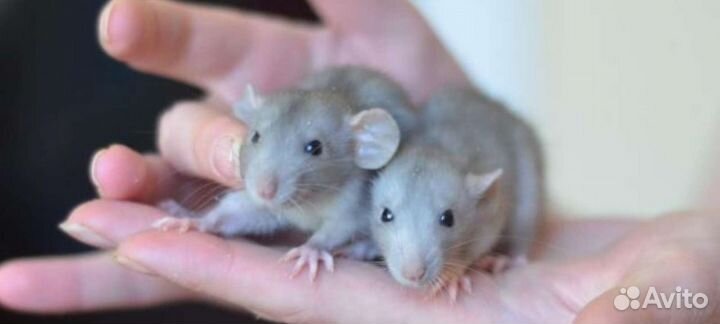 Крыса дамбо голубая норка