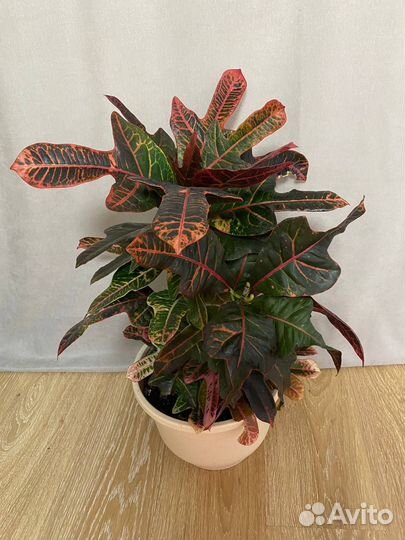 Цветок кротон пестрый