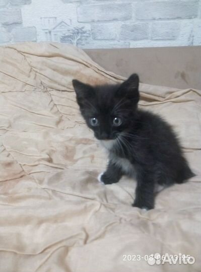 Котята бесплатно