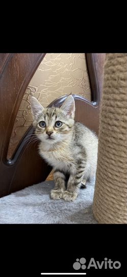 Котенок в добрые руки
