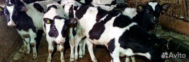 Бычки и телята