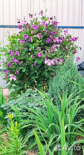 Опора для растений (клематисов и др.)