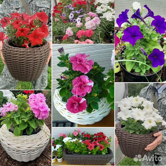 Петунии, кашпо из искусственного ротанга