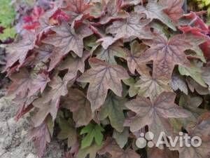 Гейхеры в ассортименте