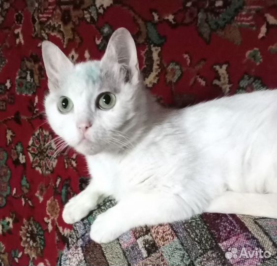 Котята, кошки, котики в добрые руки