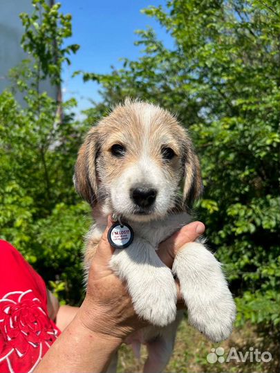 Красотулька в добрые руки