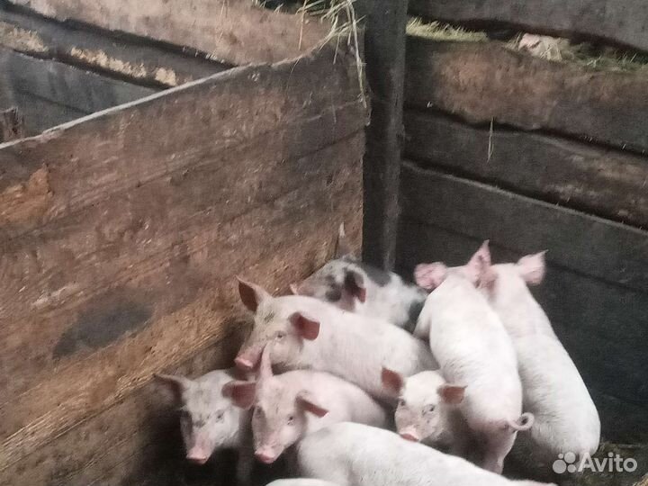Поросята