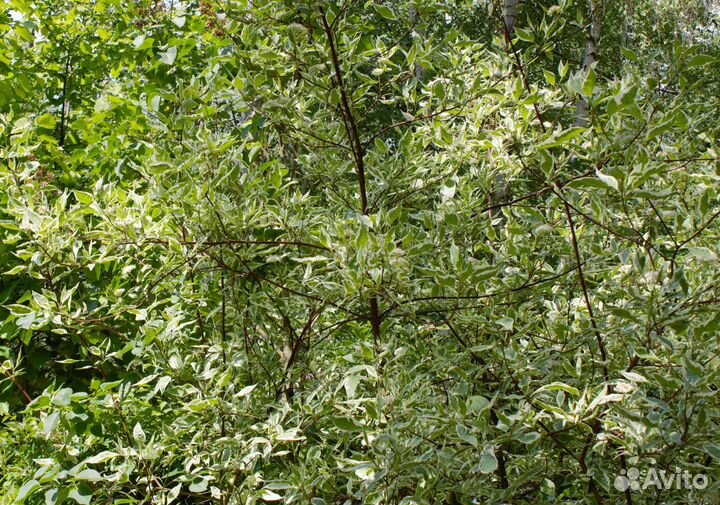 Мята, душица, хосты, дерен, барвинок, медуница