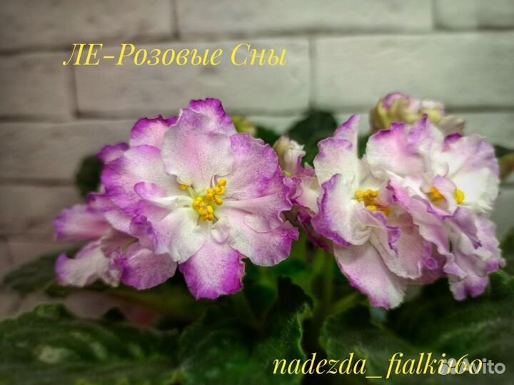 Набор из пяти сортовых стартеров фиалок