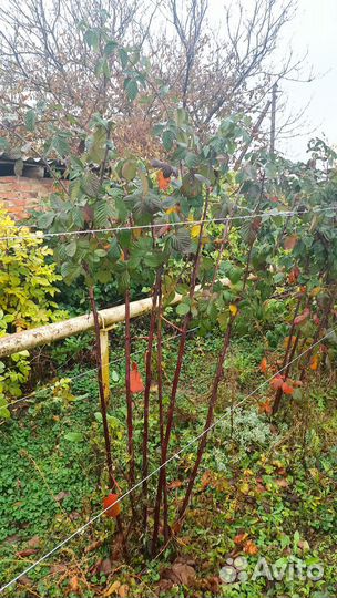 Ежевика небеса могут подождать