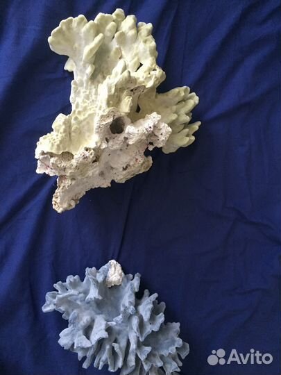 Blue Coral Блю Кораллнатур выс34cm(Акори,Голубой,С