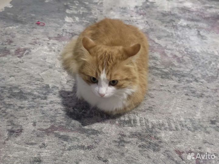 Кошка в дар бесплатно