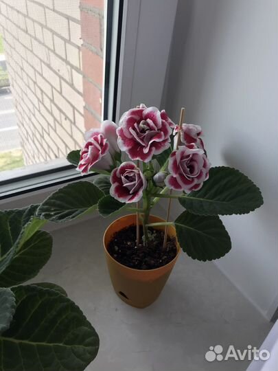 Глоксиния махровая