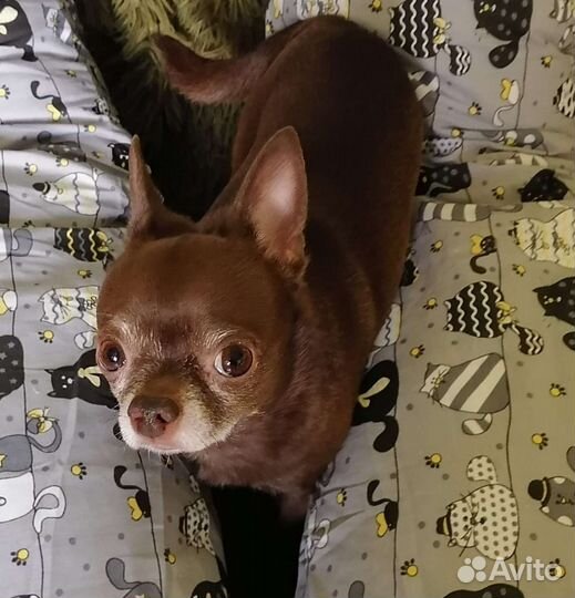 Передержка собак