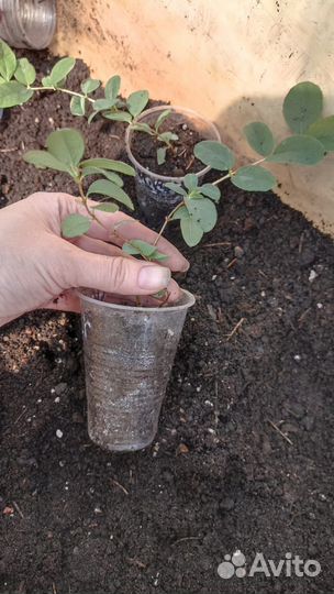 Саженцы жимолости Аврора