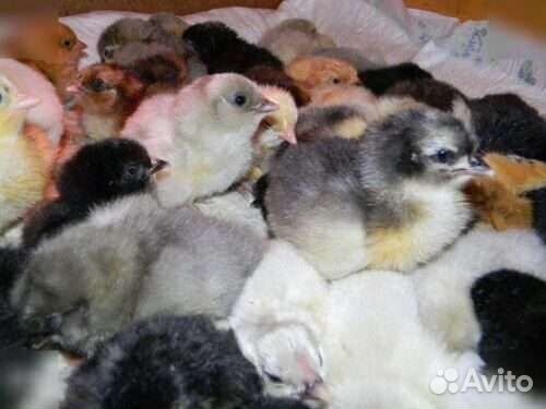 Цыплята кур несушек