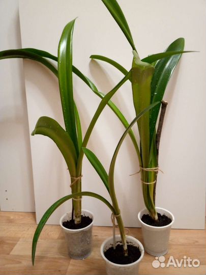 Гиппиаструм лилия