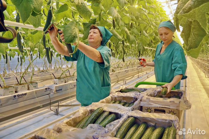 Вахта Упаковщик(ца) овощей в теплицу