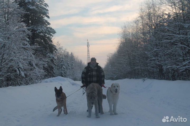 Передержка собак