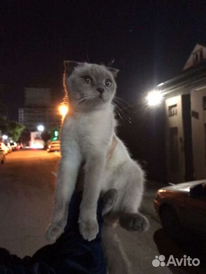 Сиамская кошечка