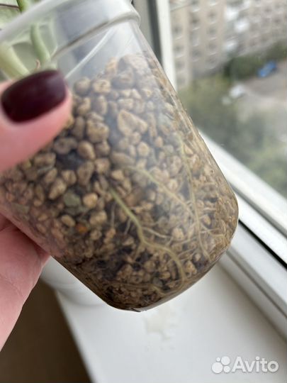 Алоказия шкура дракона