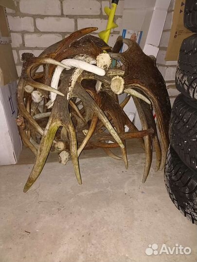 Утилизация рогов