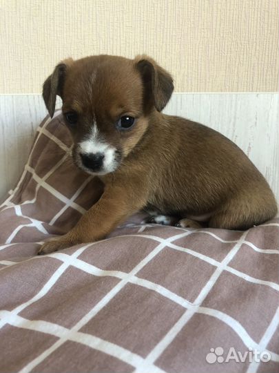 Той-терьер щенки