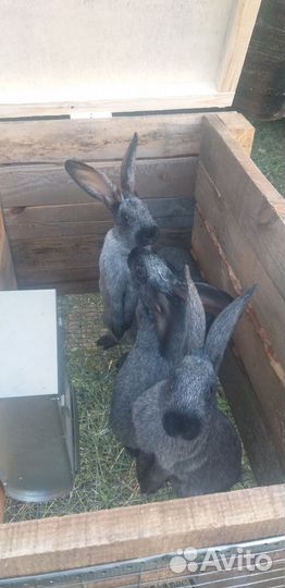 Полтавское серебро