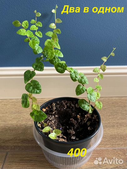 Сортовые фикусы