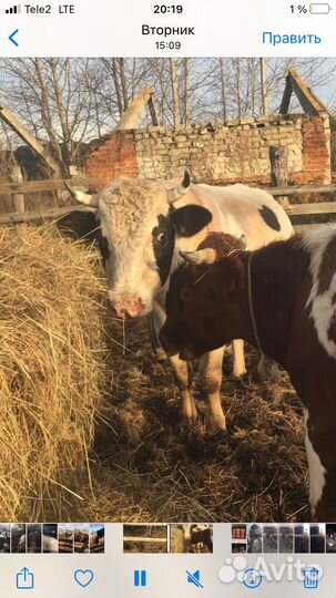 Домашние животные