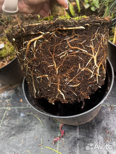 Сосна кедровая Ауреовариегата