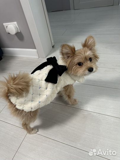 Одежда для собак