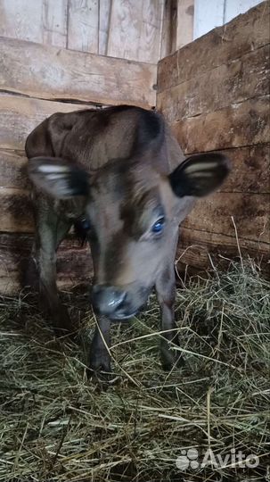 Бычок Джерси 75