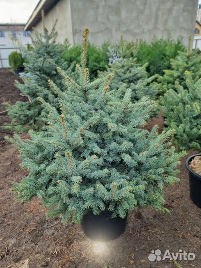Ель пышная Глаука