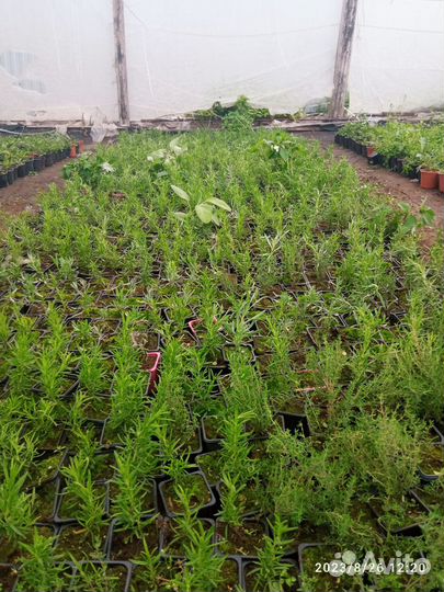 Лаванда Леди