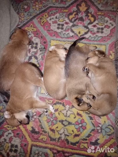 Красавцы дворняжки