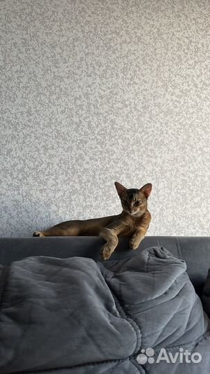 Абиссинский кот вязка