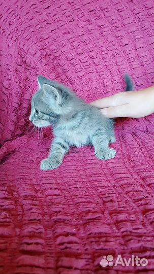 Кошка бесплатно добрые руки