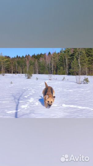 Социальная поддержка на дому