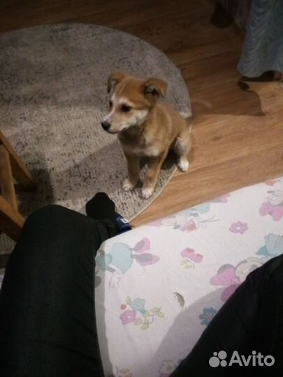 Собака в добрые руки щенок Митис