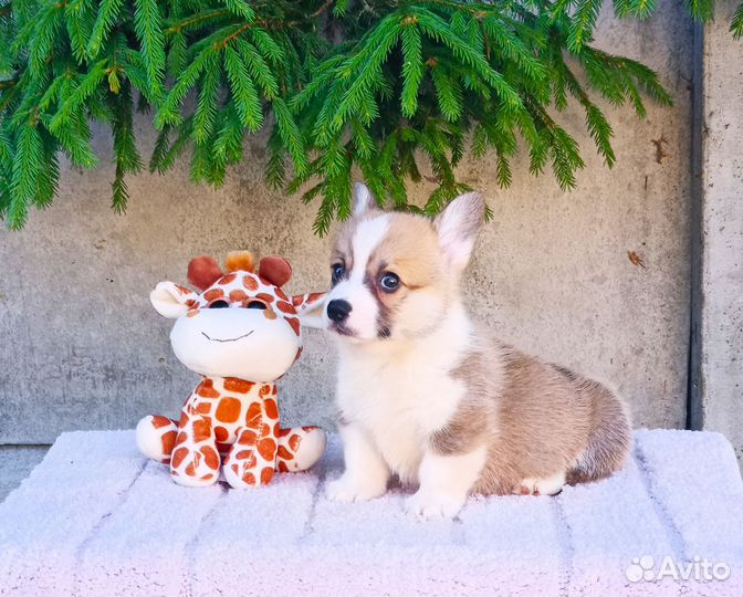 Вельш корги пемброк