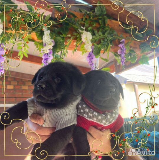 Лабрики щенки