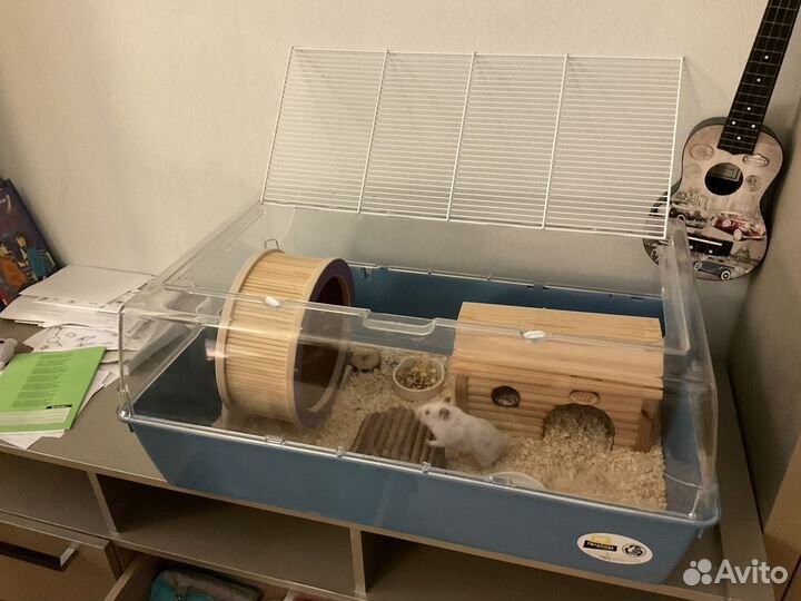 Отдам хомяка с клеткой бесплатно