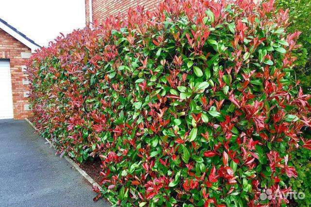 Саженцы фотиньи