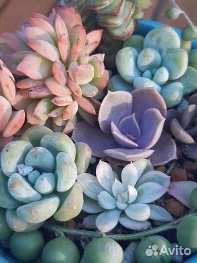 Суккуленты